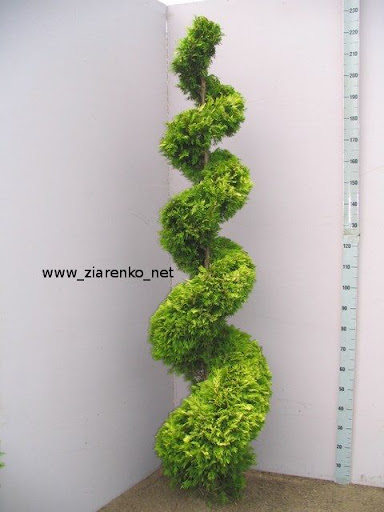 �ywotnik zachodni (Thuja occidentalis)