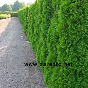 �ywotnik zachodni (Thuja occidentalis)