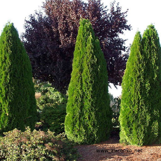 �ywotnik zachodni (Thuja occidentalis)
