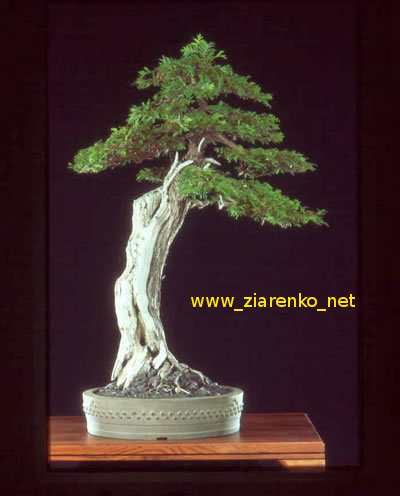 �ywotnik zachodni (Thuja occidentalis)