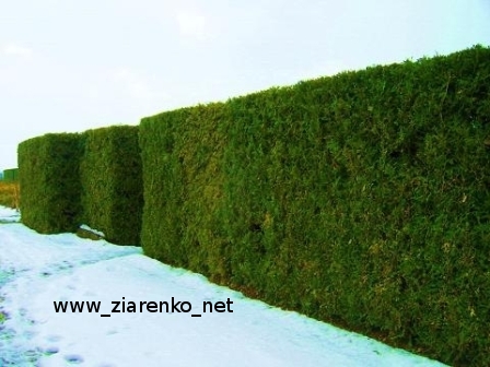 �ywotnik zachodni (Thuja occidentalis)
