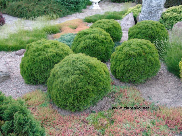 �ywotnik zachodni (Thuja occidentalis)