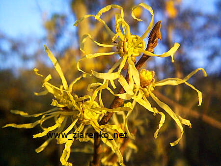 Oczar mi�kkow�osy (Hamamelis mollis)