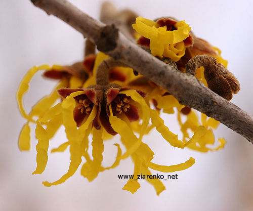Oczar miękkowłosy (Hamamelis mollis)