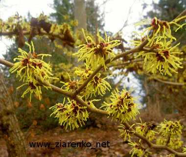 Oczar mi�kkow�osy (Hamamelis mollis)