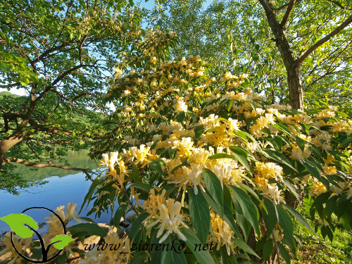 Wiciokrzew Maacka (Lonicera maackii)