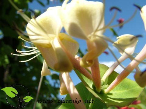 Wiciokrzew Maacka (Lonicera maackii)