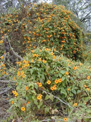 Tunbergia (Tunbergia alata)