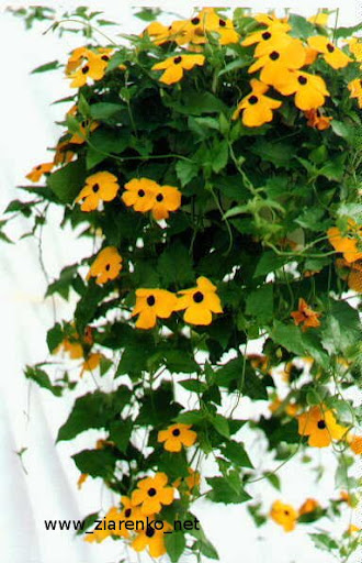 Tunbergia (Tunbergia alata)