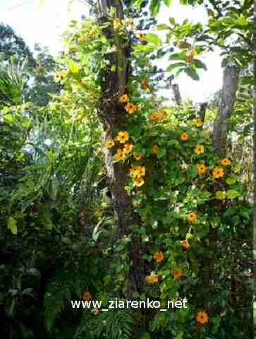 Tunbergia (Tunbergia alata)