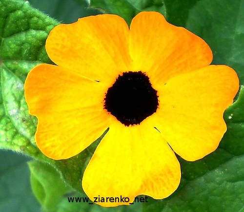 Tunbergia (Tunbergia alata)