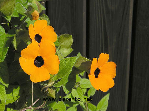 Tunbergia (Tunbergia alata)
