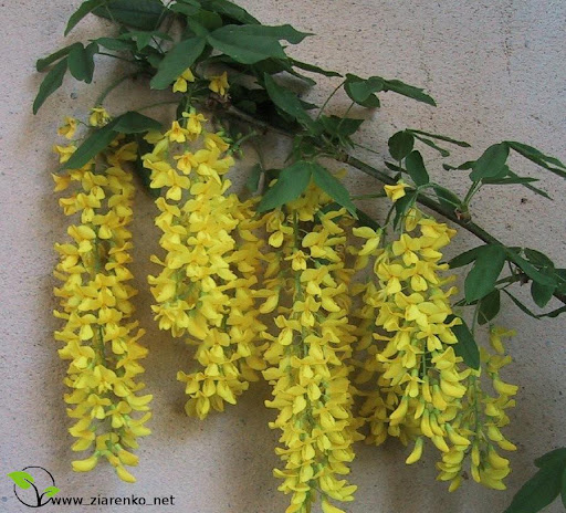 Z�otokap (Laburnum anagyroides)