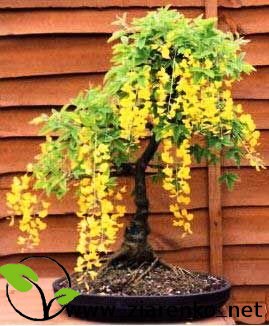 Złotokap (Laburnum anagyroides)