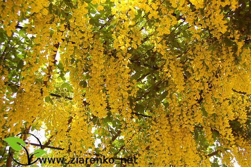 Z�otokap (Laburnum anagyroides)