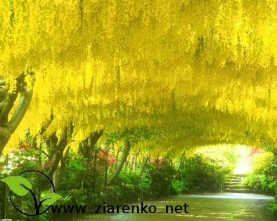 Z�otokap (Laburnum anagyroides)