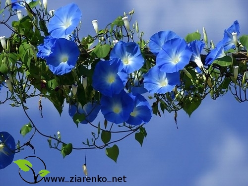 Wilec purpurowy ''niebia�skie pn�cze'' ( Ipomoea purpurea )