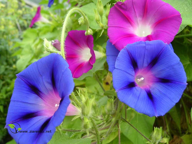 Wilec purpurowy ''niebia�skie pn�cze'' ( Ipomoea purpurea )