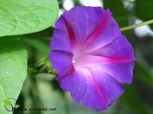 Wilec purpurowy ''niebia�skie pn�cze'' ( Ipomoea purpurea )