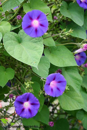 Wilec purpurowy ''niebia�skie pn�cze'' ( Ipomoea purpurea )