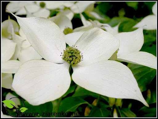 Dere� Kousa (Cornus kousa chinensis)