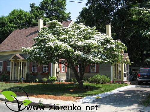 Dere� Kousa (Cornus kousa chinensis)