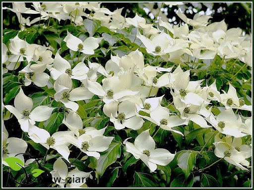 Dere� Kousa (Cornus kousa chinensis)