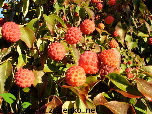 Dere� Kousa (Cornus kousa chinensis)