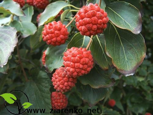 Dere� Kousa (Cornus kousa chinensis)