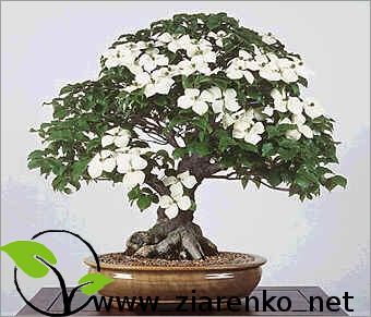 Dere� Kousa (Cornus kousa chinensis)