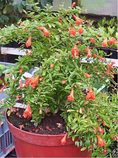 Granatowiec właściwy Punica granatum