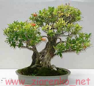 Granatowiec właściwy Punica granatum