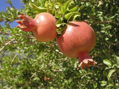 Granatowiec właściwy Punica granatum