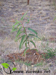 Eukaliptus cytrynowy (Eucalyptus citriodora,Corymbia citriodora)