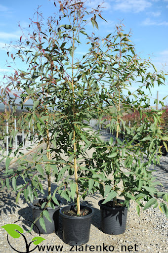 Eukaliptus cytrynowy (Eucalyptus citriodora,Corymbia citriodora)