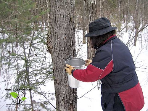 Klon cukrowy, Sugar maple (Acer saccharum)