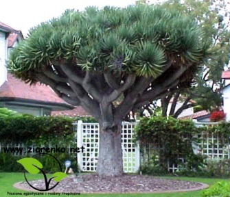 Dracena smocza, drzewo smocze, smokowiec (Dracaena draco)