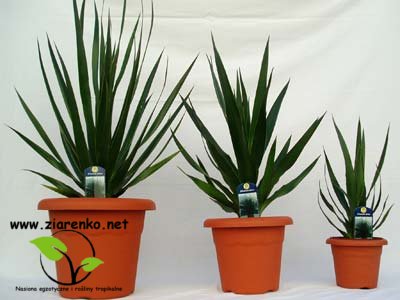 Dracena smocza, drzewo smocze, smokowiec (Dracaena draco)