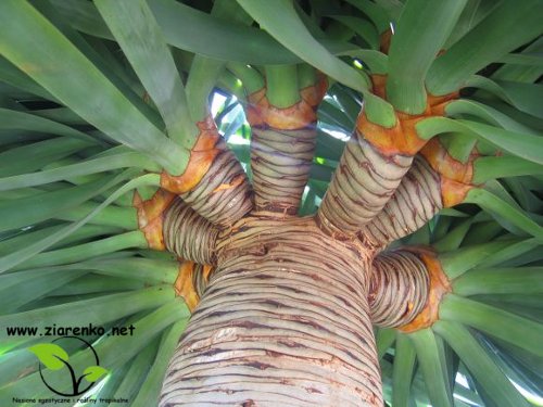 Dracena smocza, drzewo smocze, smokowiec (Dracaena draco)