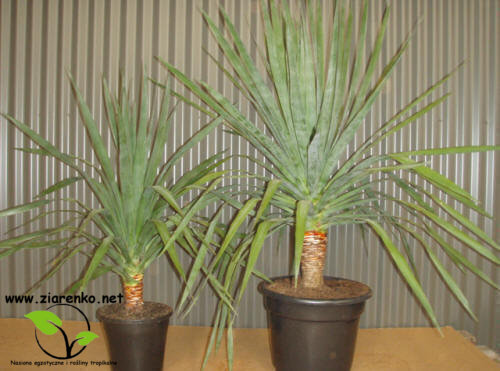 Dracena smocza, drzewo smocze, smokowiec (Dracaena draco)