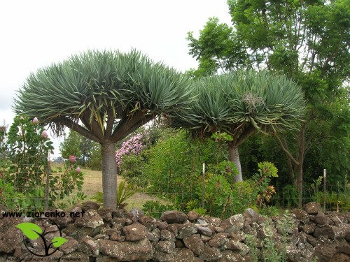 Dracena smocza, drzewo smocze, smokowiec (Dracaena draco)