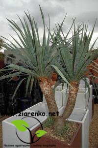 Dracena smocza, drzewo smocze, smokowiec (Dracaena draco)