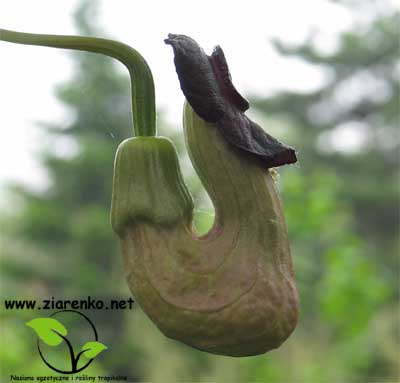 Kokornak mandżurski (Aristolochia manshuriensis)