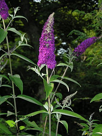 Budleja Dawida (Buddleja davidii)