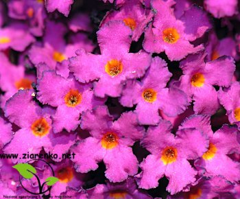 Budleja Dawida (Buddleja davidii)