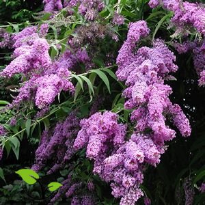 Budleja Dawida (Buddleja davidii)