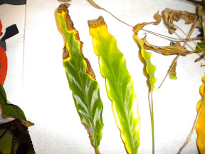 Identificazione piante e foglie gialle calathea Calathea foglie secche