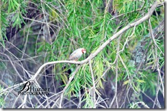 red-head-finch red-head-finch