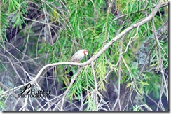 red-head-finch