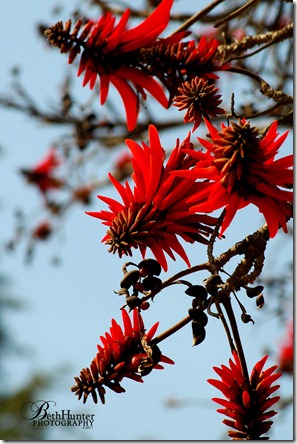 cr-Coral-tree-5889 cr-Coral-tree-5889